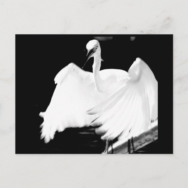 Cartão Postal Salve os Pássaros da Flórida (Frente)