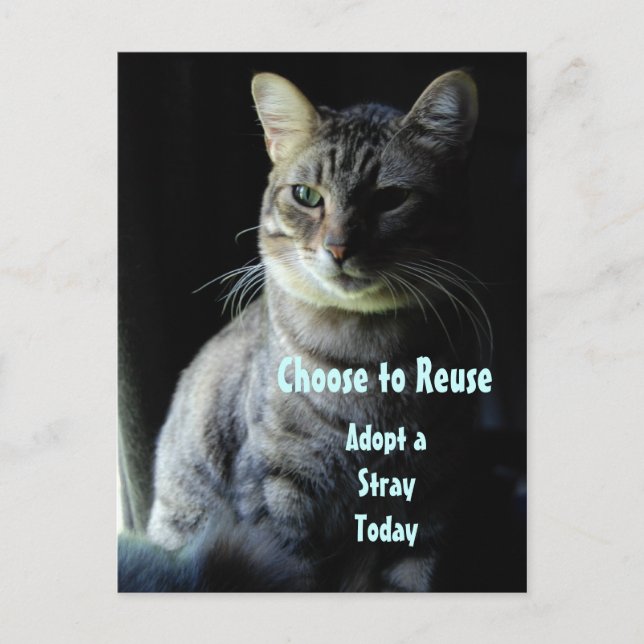 Cartão Postal Salve Uma Vida! Adote Um Prateleira! (Frente)