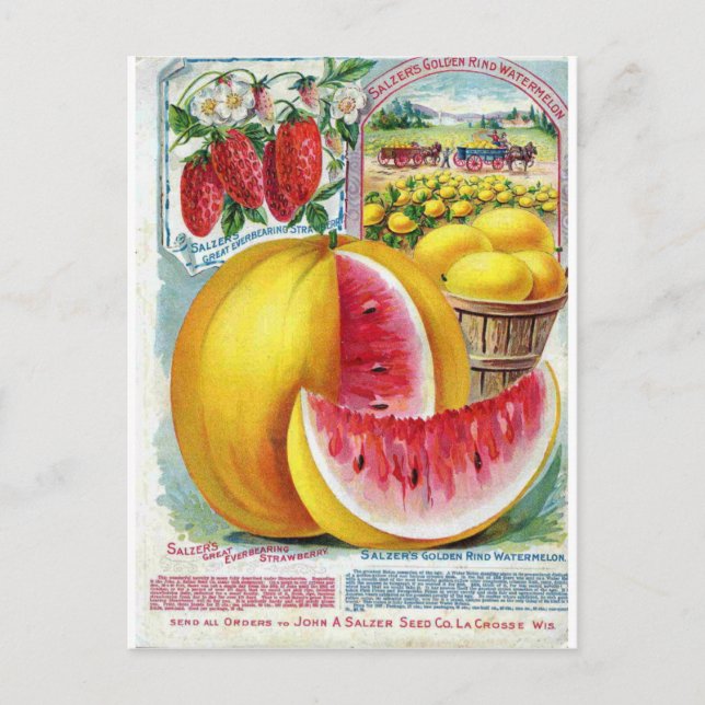 Cartão Postal Salzer Watermelons (Frente)