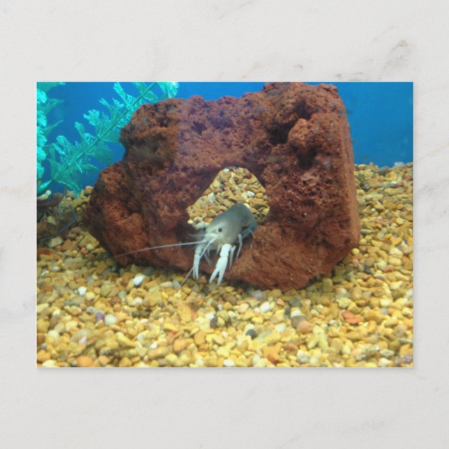 Cartão Postal Sam, lagosta azul (Frente)