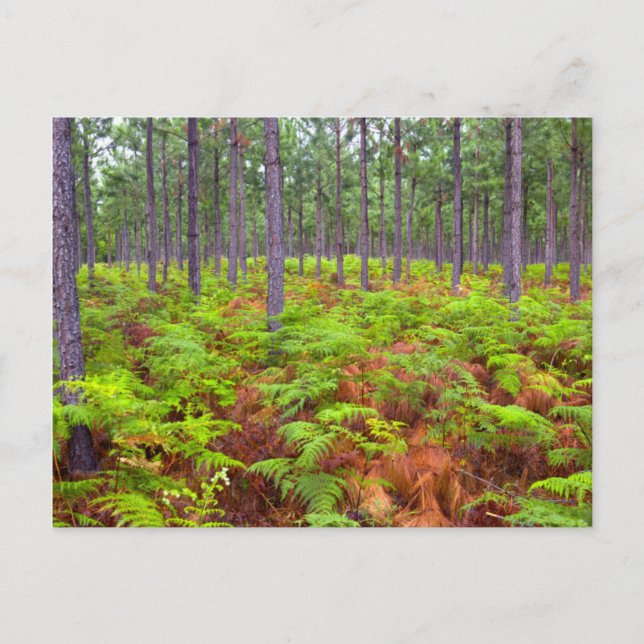 Cartão Postal Samambaia Comum (Pteridium Aquilinum) Crescendo (Frente)