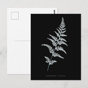Cartão Postal Samambaia-dourada-jamaicana, Gymnogramma Sulphurea
