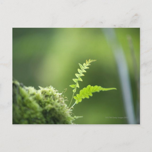 Cartão Postal samambaia na floresta tropical fechada (Frente)