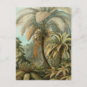 Cartão Postal Samambaia Palmeira Antiga Arte Botânica Samambaia
