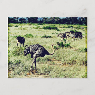 Cartão Postal Samburu Ostriches