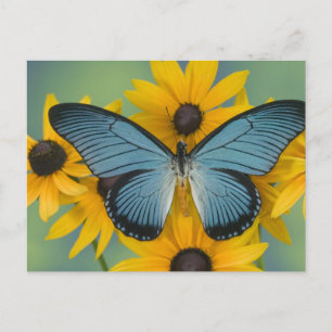 Cartão Postal Sammamish Washington Photograph of Butterfly