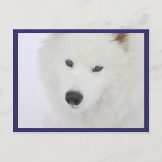 Cartão Postal Samoyed - PVSC - Neve