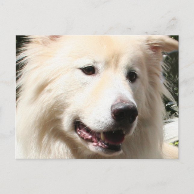 Cartão Postal Samoyed Yukon 1 (Frente)