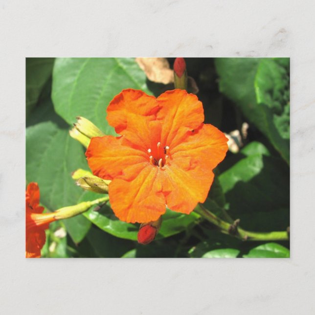 Cartão Postal San Andrés, Colômbia (Frente)