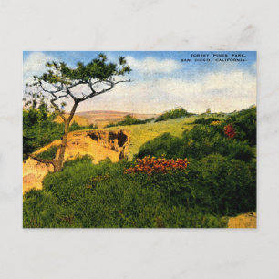 Cartão Postal San Diego CA, Parque Torrey Pines, Vintage dos ano