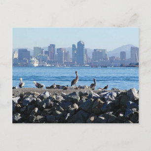 Cartão Postal San Diego Pelicanos Birds City Skyline Water