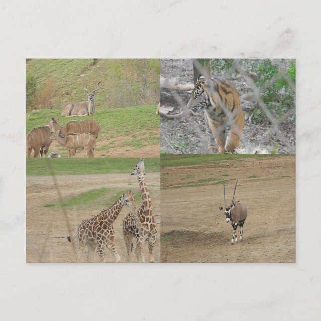 Cartão Postal San Diego Safari Park (Frente)