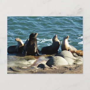 Cartão Postal San Diego Sea Lions