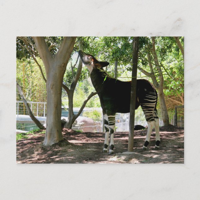 Cartão Postal San Diego Zoo (Frente)