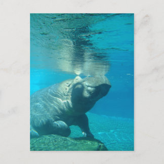 Cartão Postal San Diego Zoo