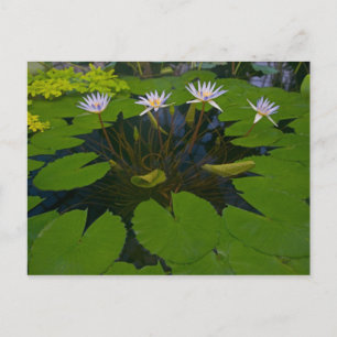 Cartão Postal San Francisco California Ouro Gate Park e