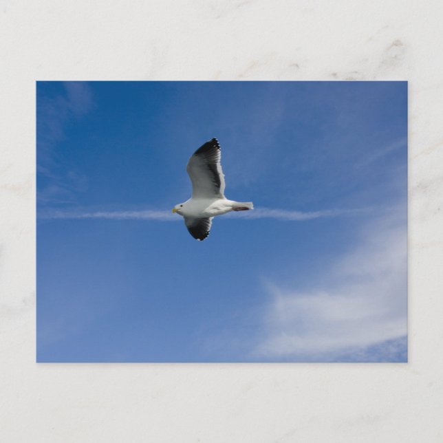 Cartão Postal San Francisco Gull (Frente)