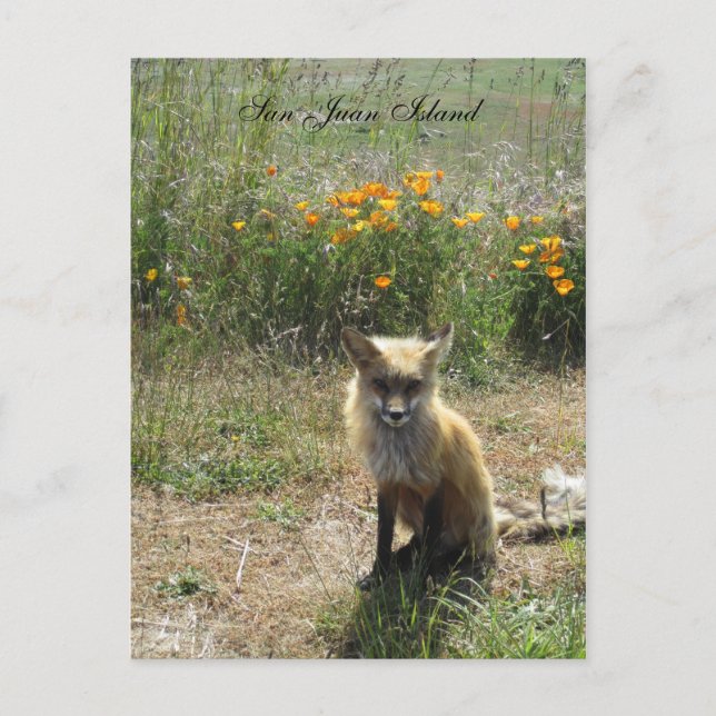 Cartão Postal San Juan Island Fox (Frente)