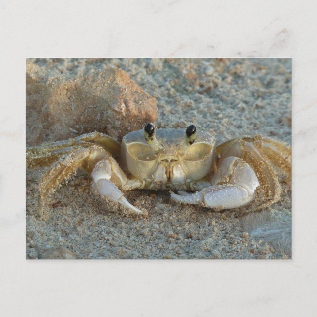 Cartão Postal Sand Crab (Frente)