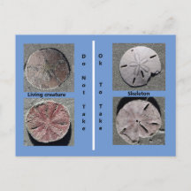 Sand dollar Postcard