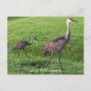 Cartão Postal Sand Hill Cranes Post Card