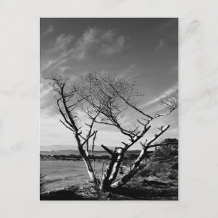 Cartão Postal Sand Lake, Oregon Black and White Postcard