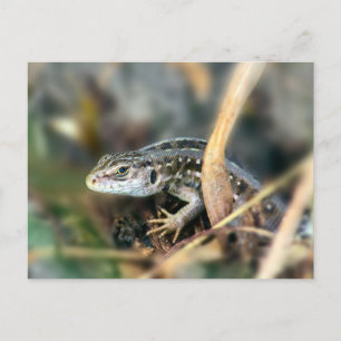 Cartão Postal Sand Lizard