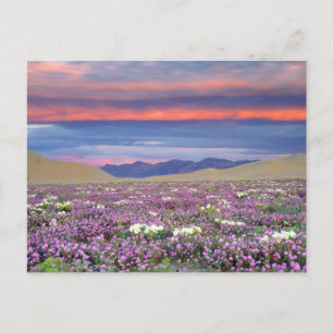 Cartão Postal Sand Verbena & Dune Primrose Wildflower no Sunset