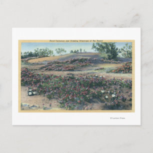 Cartão Postal Sand Verbenas e Primroses do Deserto à Noite
