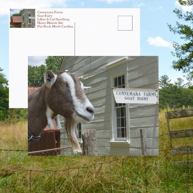 Cartão Postal Sandburg Connemara Fazenda Goat Dairy Fotografia (Criador carregado)