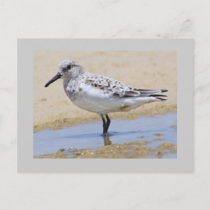 Cartão Postal Sanderling