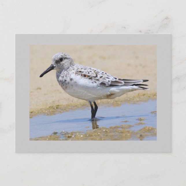 Cartão Postal Sanderling (Frente)