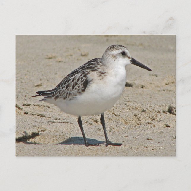 Cartão Postal Sanderling (Frente)