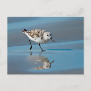 Cartão Postal Sanderling (Calidris Albe) que alimenta na praia