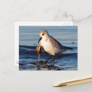 Cartão Postal Sanderling Dines em Clam na Praia