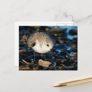 Cartão Postal Sanderling Dines em Clam na Praia