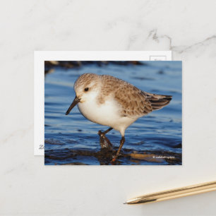 Cartão Postal Sanderling Wanders Wintry Shores