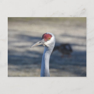 Cartão Postal Sandhill Crane