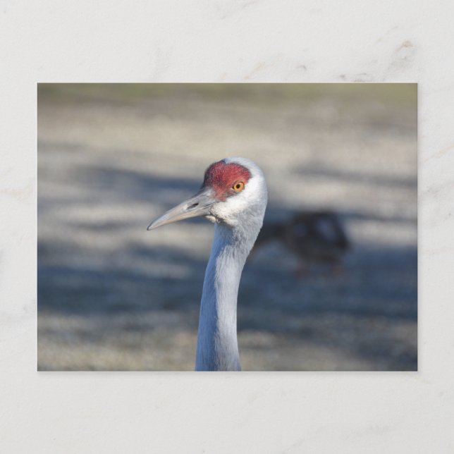 Cartão Postal Sandhill Crane (Frente)