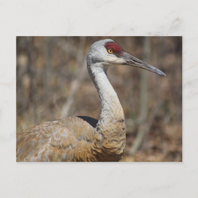 Cartão postal Sandhill Crane (Frente)