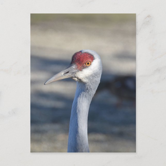 Cartão Postal Sandhill Crane (Frente)