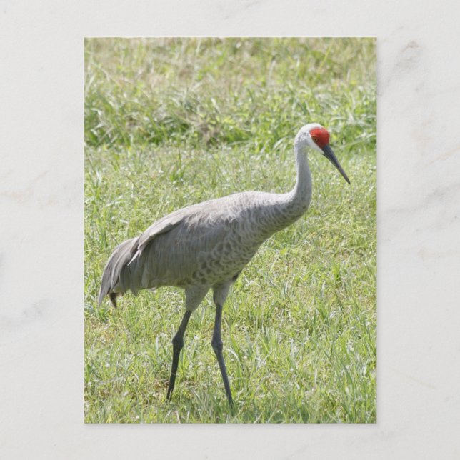 Cartão Postal Sandhill Crane Bird Foto (Frente)