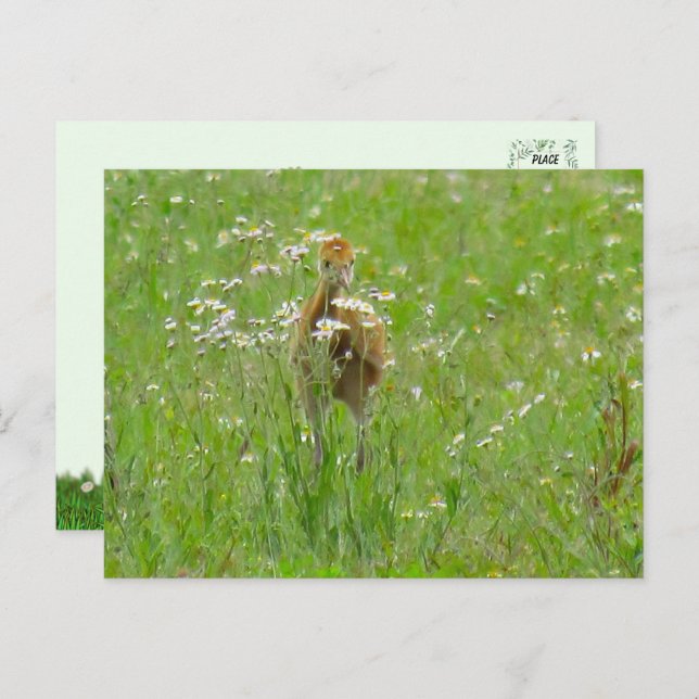 Cartão Postal Sandhill Crane Colt (pintinho) (Frente/Verso)