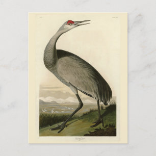 Cartão Postal Sandhill Crane das Aves da América de Audubon