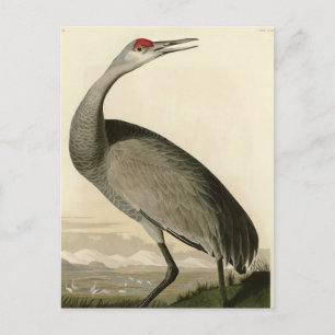 Cartão Postal Sandhill Crane das Aves da América de Audubon