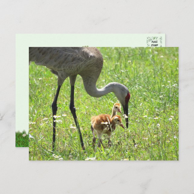 Cartão Postal Sandhill Crane e 2 Colts (pintinho) (Frente/Verso)