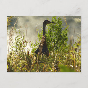 Cartão Postal Sandhill Crane em Moose Ponds em Grand Teton