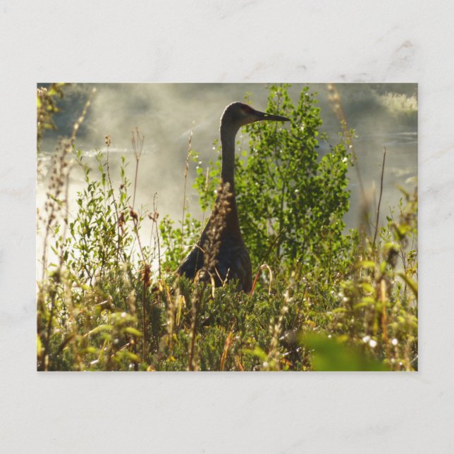 Cartão Postal Sandhill Crane em Moose Ponds em Grand Teton (Frente)