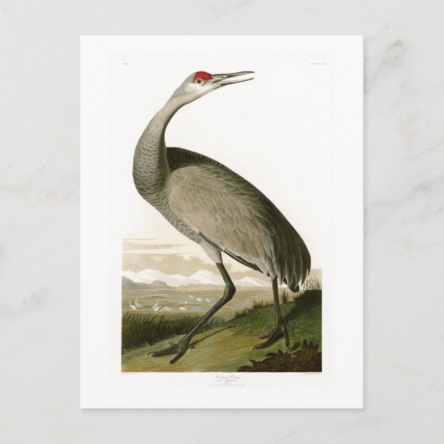 Cartão Postal Sandhill Crane John James Audubon Birds da América (Frente)