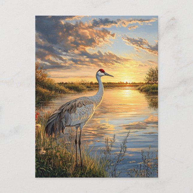 Cartão Postal Sandhill Crane no Sunset (Frente)